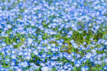 静岡県浜松市の春の花　ガーデン