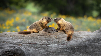 Baby Marmots Touching Noses GTNP
