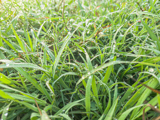 freshly cut grass, macro low angle shot. Fresh and healthy Green Grass Texture Background lawn. Natural green background of grass with selective focus. bright fresh spring grass texture, closeup