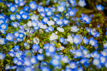 静岡県浜松市の春の花　ガーデン