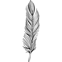 Fototapeta premium Bird feather. Hand drawn illustration converted to vector. Outline with transparent background