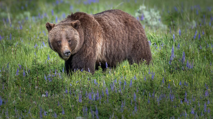 Grizzly Bear 399 from Grand Teton National Park