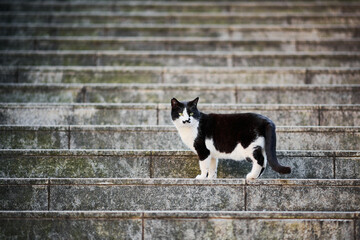 階段の途中に立っている白黒猫