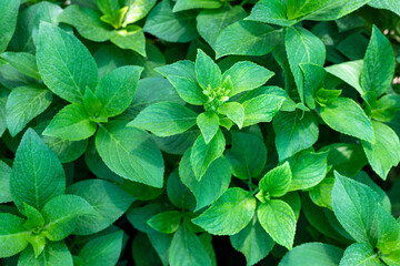 Hydrangea beautiful plant in the garden top view