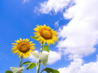 ひまわりと夏の空