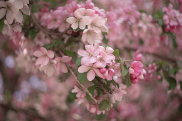 Pink flowers with leaves of blossoming apple tree in spring with beautiful bokeh