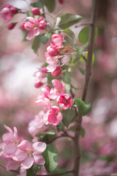 Pink flowers with leaves of blossoming apple tree in spring with beautiful bokeh
