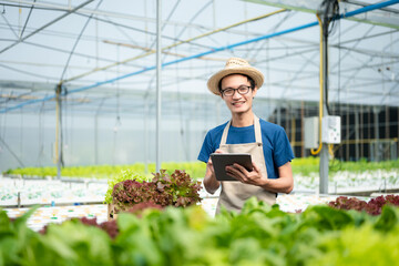 farmers hand harvest fresh salad vegetables in hydroponic plant system farms in the greenhouse to market. .