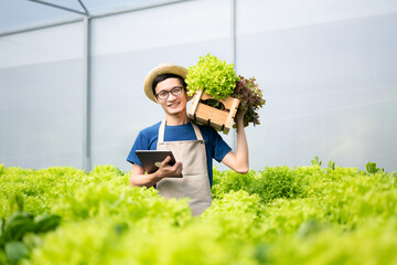 farmers hand harvest fresh salad vegetables in hydroponic plant system farms in the greenhouse to market. .