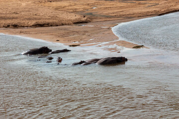 Fototapeta premium Hippos in the river, Kruger National Park