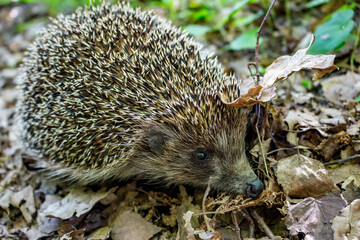 Hedgehog hides among the foliage close up