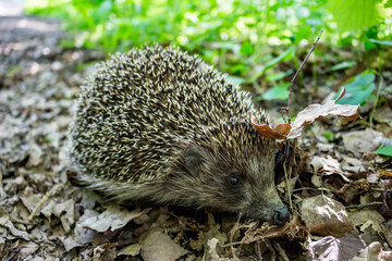 Hedgehog hides among the foliage close up