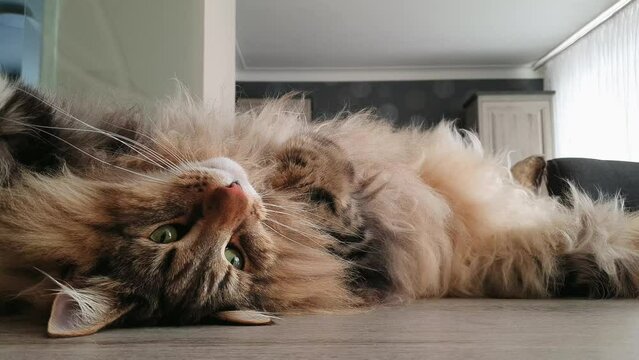 Cute Norwegian forest cat winking while lying on his back