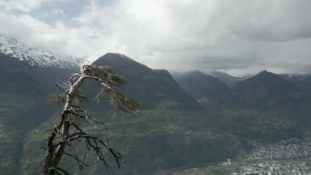 View of a mountain panorama past a dry tree. Aerial Shot