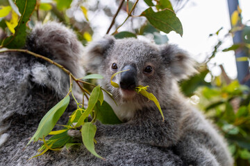 Koala joey