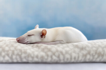 score Stoat sleeps on a white blanket