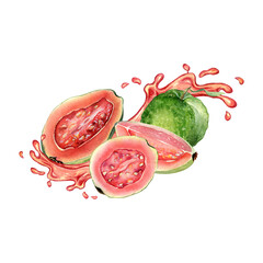 Whole guavas and slices, juice pink splash watercolor illustration isolated on white background. Tropical fruit, red spot, drop guajava hand drawn. Design for wrapping, packaging, label, ingredient