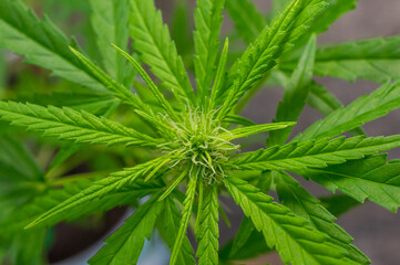 Naklejka na ściany i meble Cannabis female flower with visible trichomes