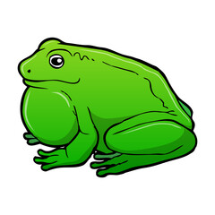frog vector illustration