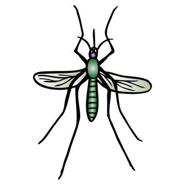 mosquito vector illustration