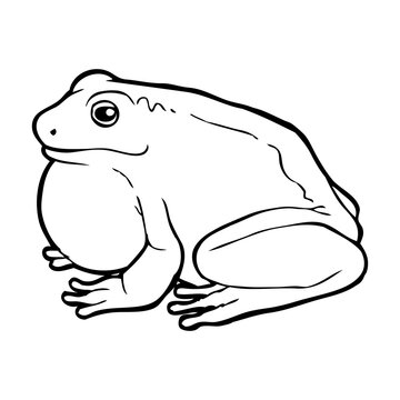 frog outline vector illustration