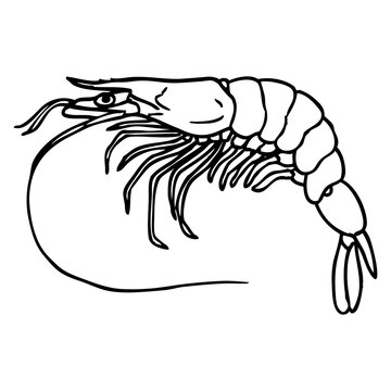 shrimp outline vector illustration