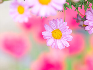 庭先のマーガレット