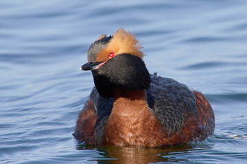 Horned grebe (Podiceps auritus)