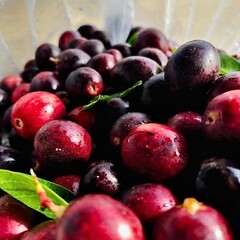 Jambolan plum