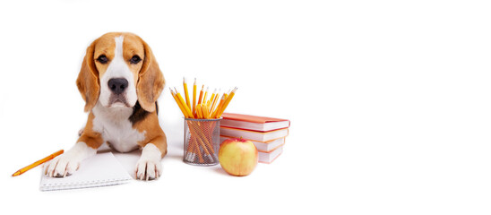 Back to school. A cute beagle dog is lying on a desk with school supplies. White isolated...