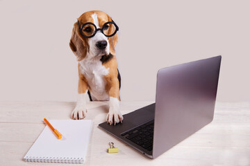A beagle dog with round glasses is sitting at a desk in front of a laptop screen. There is a...