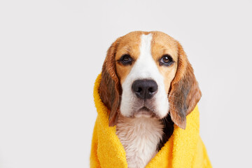 Cute beagle dog in a yellow towel after bathing on an isolated background. The concept of pet care. 
