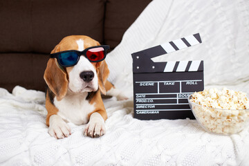 A beagle dog in 3d glasses is lying on the sofa and watching a movie. 