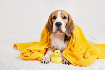 Cute beagle dog is covered with a yellow towel after bathing. Pet grooming concept.