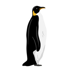 King Penguin. Flat vector illustration. Polar animal