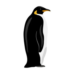King Penguin. Flat vector illustration. Polar animal
