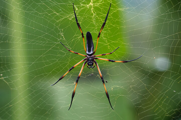 Seychelles palm spider on the web, beautiful black and gold colour, closeup shot, Mahe Seychelles 2