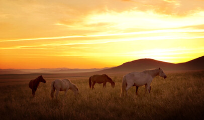 Obraz na płótnie Canvas Horse on the meadow with sunset.