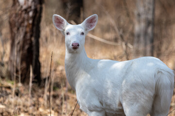Albino white-tailed deer doe looking at camera