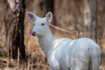Albino white-tailed deer doe, ears pointed forward, looking towards the left of the frame
