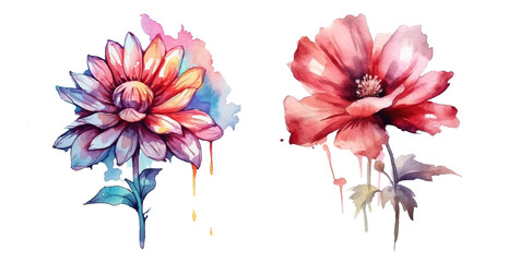 Obraz premium flower, isolated, watercolor style,