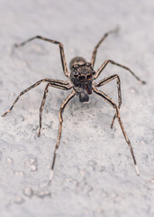 Close up a jumping spider on cement floor, Selective focus, macro shot, Thailand.