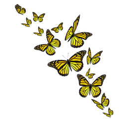 Yellow monarch butterflies - 613388911