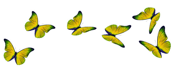 Yellow flying butterfly