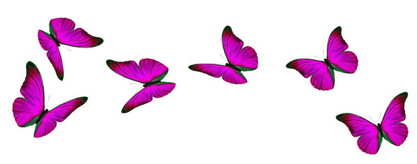 Pink flying butterfly