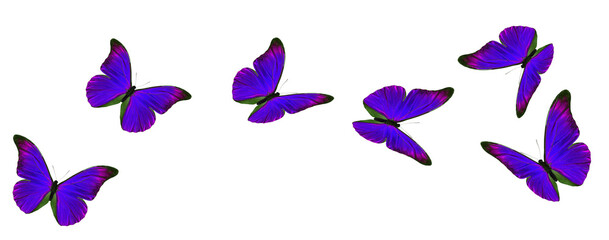 Purple flying butterfly