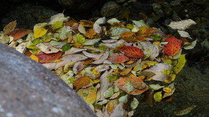 Beautiful autumn leaves in Jirisan National Park in South Korea