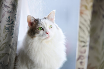 窓際に座っている白猫