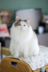 家の中で小さい棚の上に座っている白猫