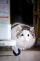 カメラ目線の座っている白猫